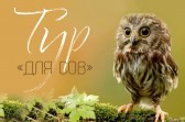 FOR THE "OWLS"