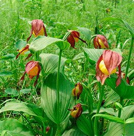 Lady's-slipper orchids