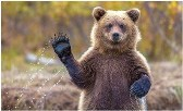ТУР " МЯДЗВЕДЖЫ КУТ»