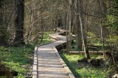 По лесной заповедной тропе (экологическая тропа)
