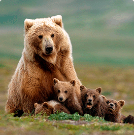 Tour "Bear corner"