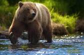 Tour “The Bear corner”