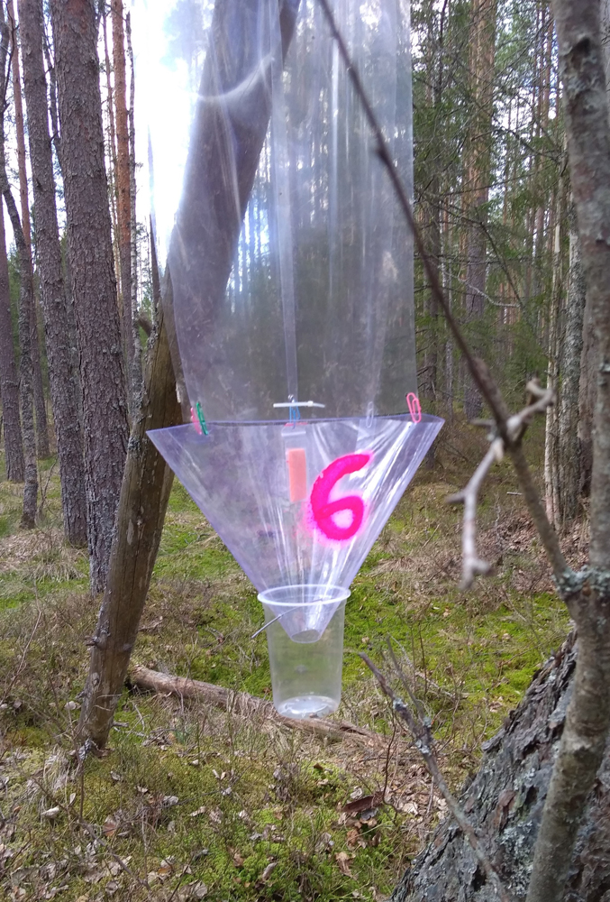 ловушка.jpg
