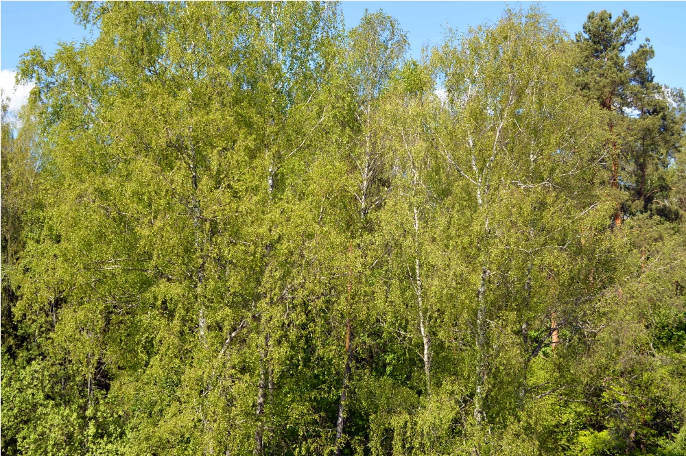 DSC_0057.JPG