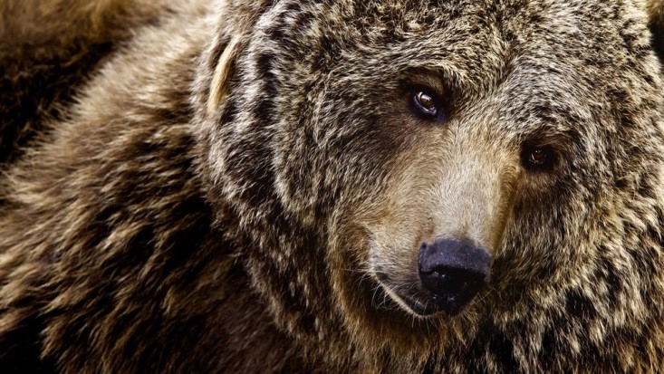bear.jpg
