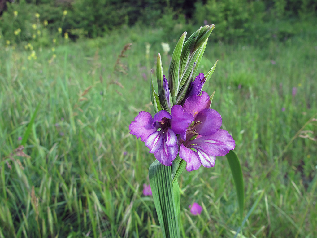 Gladiolus_imbricatus_UIA.jpg