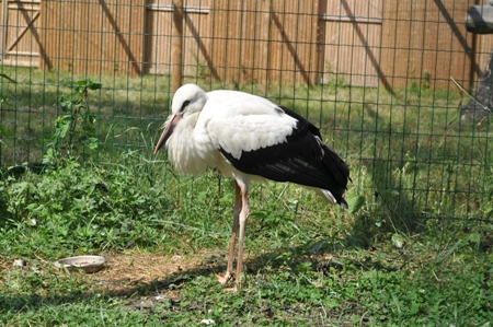 zoo16.jpg