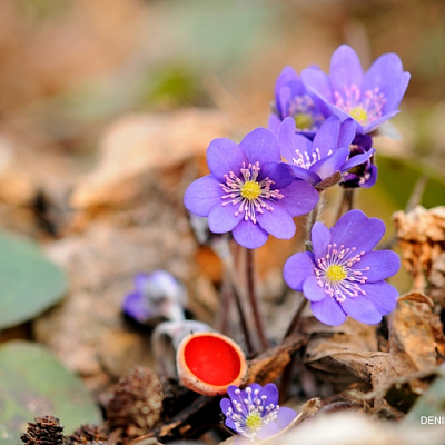 Excursion "Botanical walk"