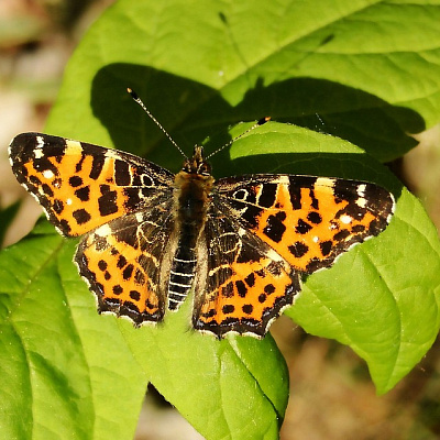 Butterfly watching