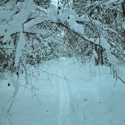 Ski tour of the "White Book of the forest"