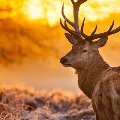 Tour "At the edge of a roaring deer"