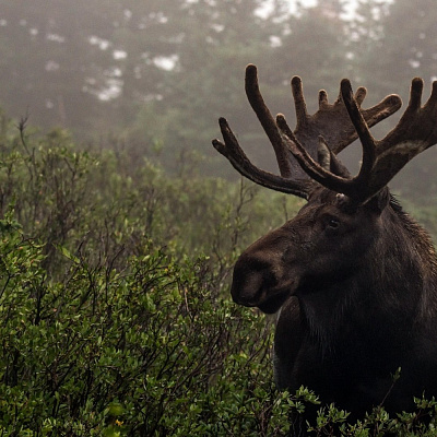 Tour "Elk Trails"