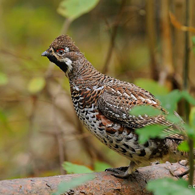 Birds of the autumn forest